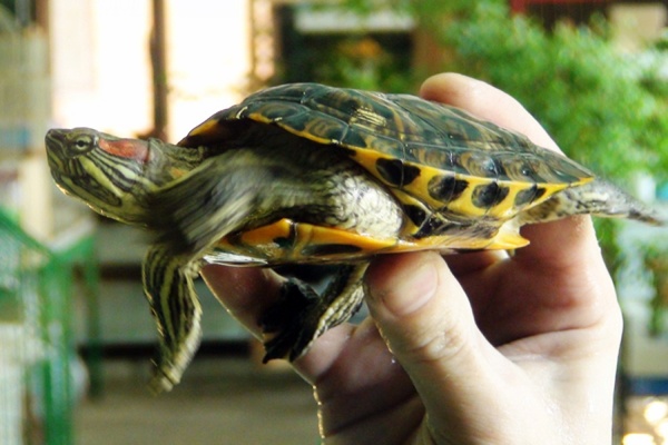 Осужденным ИК-2 подарили красноухих черепах - Фото 1