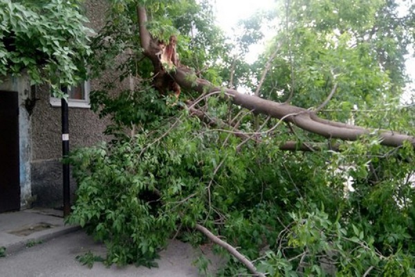 Рухнувшее дерево заблокировало единственный выезд из двора в Екатеринбурге - Фото 1