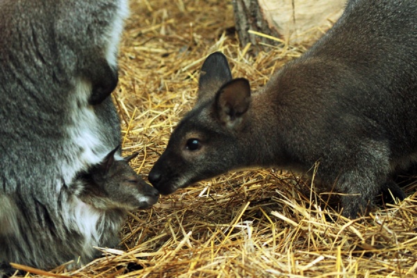 У детеныша кенгуру в Екатеринбургском зоопарке появилось имя — Вольт - Фото 1