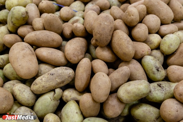 Разработка УрФУ поможет повысить урожайность картофеля - Фото 1