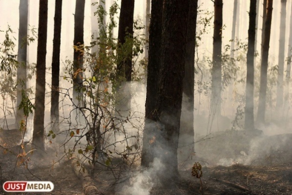 В Пелыме на площади 0,4 га горит лес - Фото 1