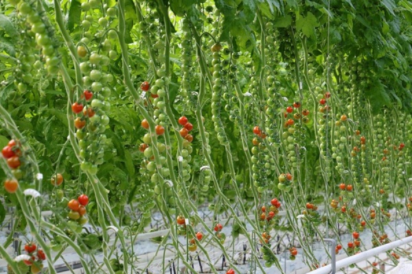 В Екатеринбурге начали выращивать томаты «черри» в промышленных масштабах - Фото 1