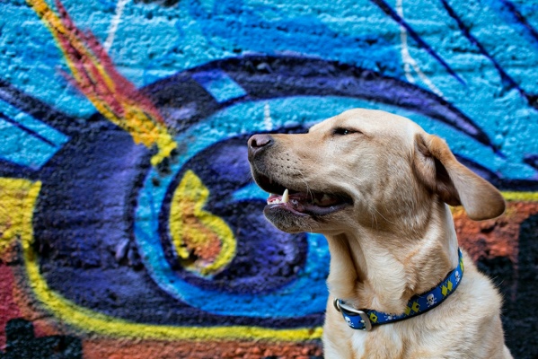 В Всемирный день бездомных животных художницы распишут стены екатеринбурского пункта кратковременного содержания животных - Фото 1
