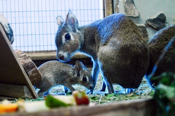 Патагонские зайцы из Екатеринбургского зоопарка впервые принесли потомство - Фото 1