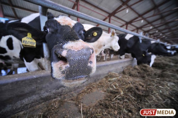Уральские коровы стали давать больше молока - Фото 1