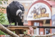 Екатеринбургский зоопарк приглашает гостей на свой день рождения
