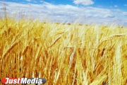 В Свердловской области намолочено 610 тысяч тонн пшеницы