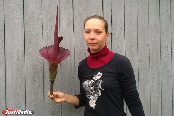 В Екатеринбурге расцвел экзотический цветок, который «благоухает» тухлым мясом. ФОТО - Фото 1