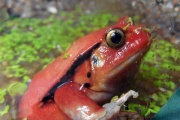 Лягушка-помидор и огненная саламандра: в Екатеринбургском зоопарке открылась экспозиция амфибий