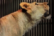 В Екатеринбургском зоопарке выбирают имя для новой подружки льва Эрни