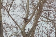 В Серове полиция и МЧС спасли застрявшую на дереве рысь