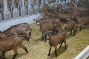 В новое хозяйство «УГМК-Агро» завезли стадо альпийских коз стоимостью 1 млн €. ФОТО, ВИДЕО, ИНФОГРАФИКА