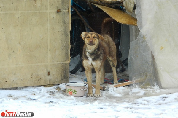 В екатеринбургском пункте временного содержания бездомных животных пройдет день открытых дверей - Фото 1