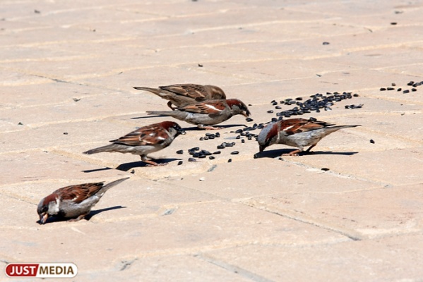«Это для них смерть»: орнитологи просят свердловчан не кормить птиц ржаным хлебом, старыми крупами и солеными семечками - Фото 1
