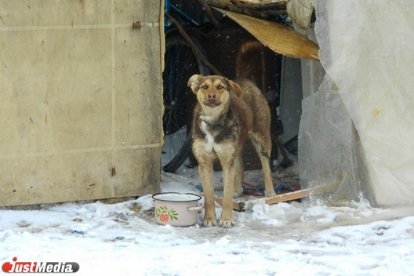 Зоозащитники ищут живодера, который прорубил лопатой голову собаке - Фото 1