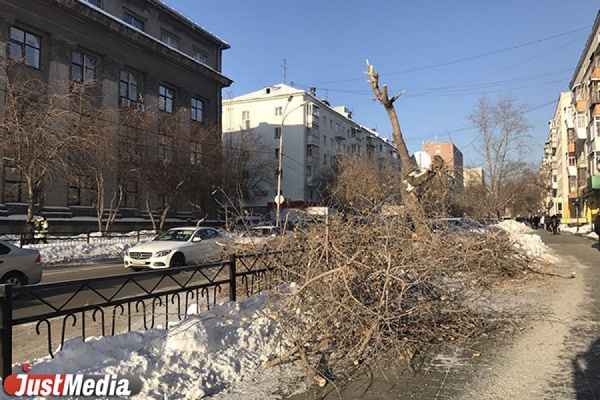 В центре Екатеринбурга уже три дня никто не убирает рухнувшее на дорогу дерево - Фото 1