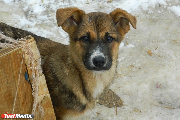 В Екатеринбурге девочка, убегая от стаи бездомных собак, провалилась в канализационный люк - Фото 1