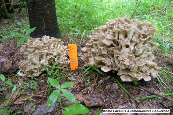 В Висимском заповеднике выявили редкий вид гриба. Он растет только в 15 районах России - Фото 1
