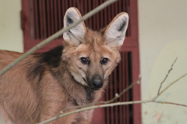 Лучшим самцом Екатеринбургского зоопарка стал гривистый волк Стоун - Фото 1