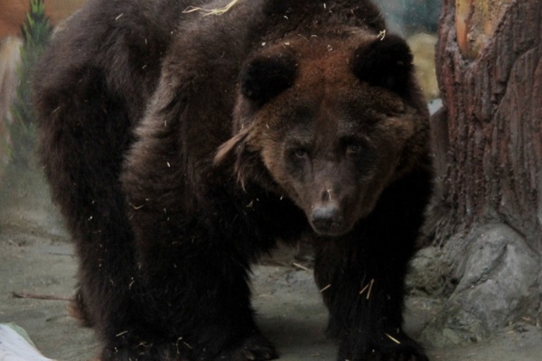 В Екатеринбурге – весна. В зоопарке медведи вышли из спячки - Фото 1