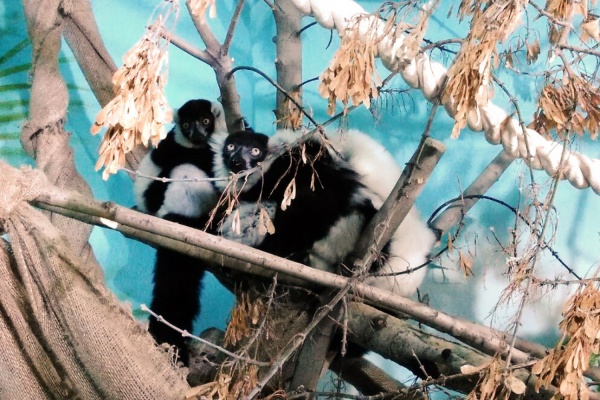 Лемуры из Екатеринбургского зоопарка переехали на остров Мадагаскар - Фото 1