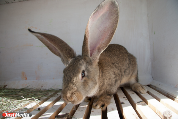 Юные уральцы будут искать пасхальные яйца, спрятанные немецким кроликом - Фото 1