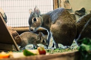 В Екатеринбургском зоопарке патагонская зайчиха родила тройню