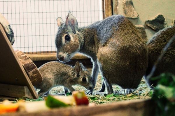 В Екатеринбургском зоопарке патагонская зайчиха родила тройню - Фото 1