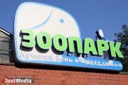 Пума по имени Рафик набросилась на детей в зоопарке Екатеринбурга