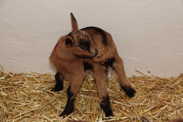 Альпийские «сырные» козы дали первое потомство на Урале - Фото 1