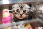Жительница Екатеринбурга отсудила 14 тысяч рублей за котенка