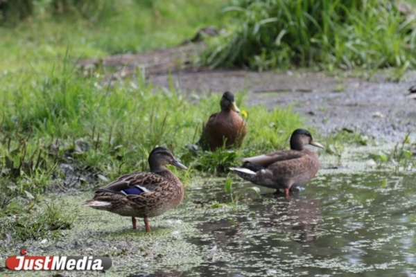 После дождя утки заполонили пруд в Дендропарке. ФОТО  - Фото 1