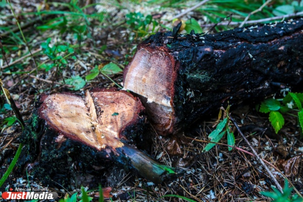Прокуратура требует от черного лесоруба из Шали 4,5 млн рублей - Фото 1