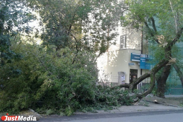 Рухнувшее дерево перегородило тротуар перед управлением МВД по Екатеринбургу. ФОТО - Фото 1