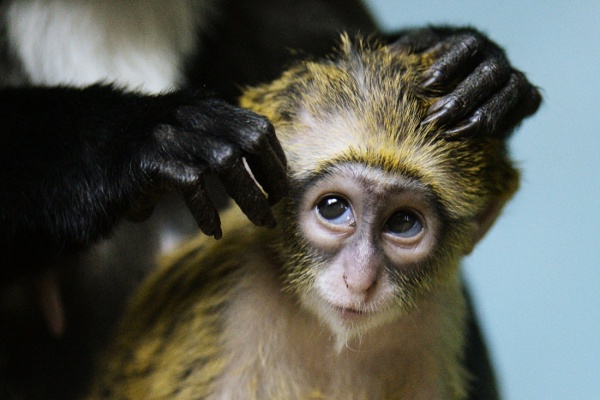В Екатеринбургском зоопарке откроют детский сад для потомства обезьян - Фото 1