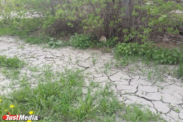 В Кировграде неизвестные отравили землю мышьяком и свинцом - Фото 1