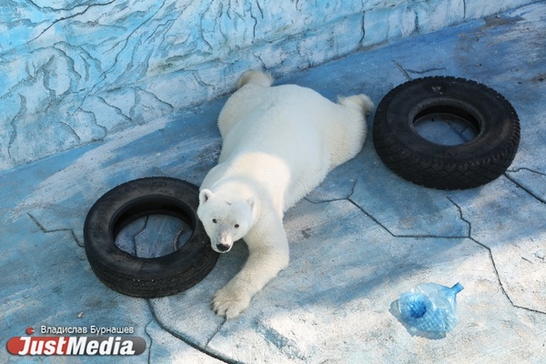 Белые медведи стали главными «звездами» Екатеринбургского зоопарка - Фото 1