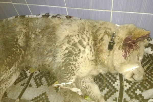 В Екатеринбурге разыскивают хозяев собаки, которую сбил КамАЗ на ЖБИ - Фото 1
