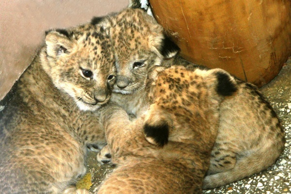 В Екатеринбургском зоопарке родились три львенка. ФОТО - Фото 1