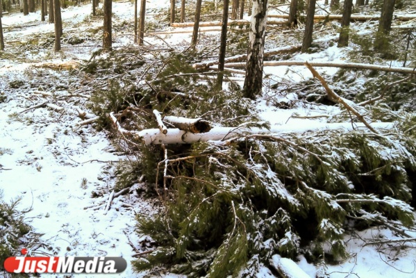 На Среднем Урале ужесточается охрана еловых лесов - Фото 1