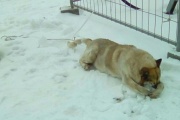 Почти 100 тысяч россиян подписали петицию, призывающую расследовать убийство пса на Широкой Речке