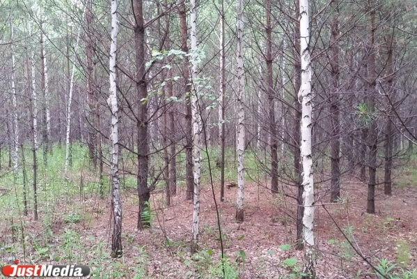 Александр Умников: «В Шарташском лесопарке я провел последние 15 лет» - Фото 1