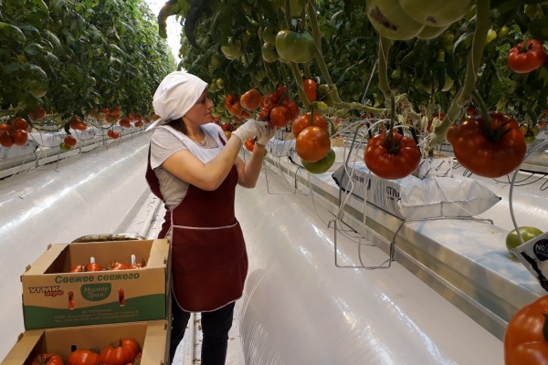 В теплицах УГМК-Агро в Екатеринбурге поспели первые помидоры - Фото 1