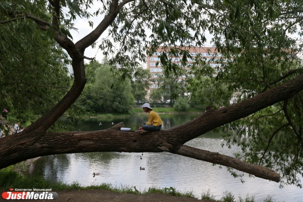 Харитоновский сад пополнит список парков обрубков - Фото 1
