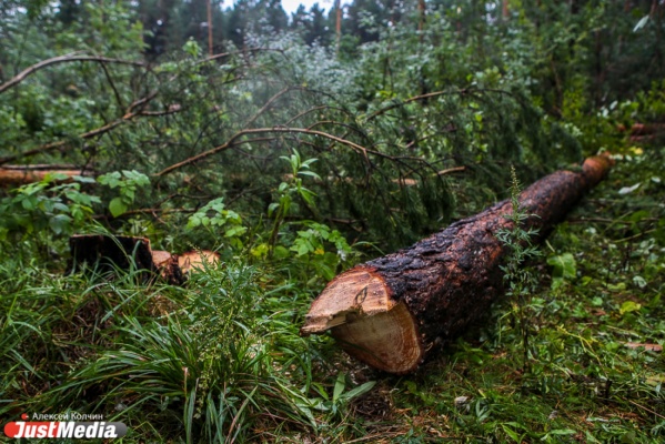 Под Екатеринбургом черные лесорубы нарубили деревьев на 3 млн рублей - Фото 1