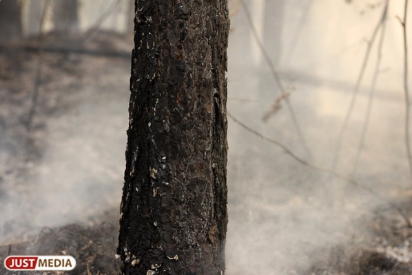 В Березовском лесничестве из-за халатности людей произошел крупный пожар - Фото 1