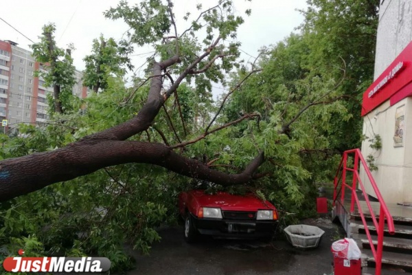 В Пионерском поселке во время грозы у входа в магазин рухнуло дерево и придавило ВАЗ - Фото 1