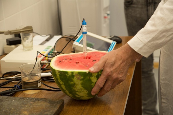 Арбузы есть еще рано. Екатеринбургские эксперты проверили полосатые ягоды на содержание нитратов и радиации - Фото 1