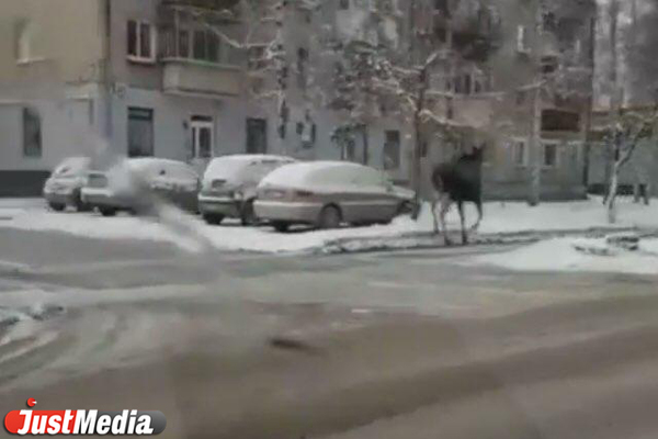 По улицам Екатеринбурга гуляет лось. ФОТО, ВИДЕО - Фото 1
