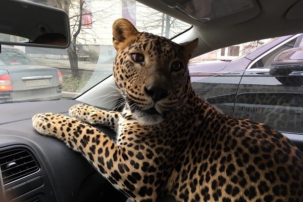 «Поеду с большой кошкой на руках». В Екатеринбурге таксист прокатил клиента с леопардом - Фото 1